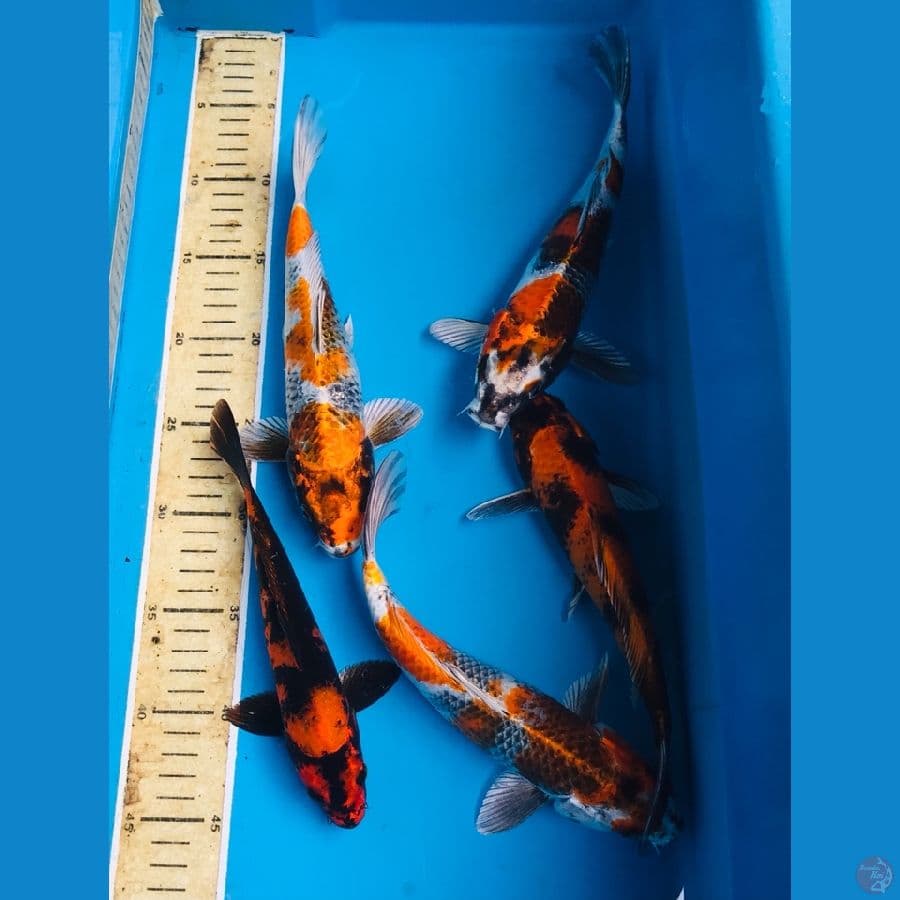 paket 20-25cm