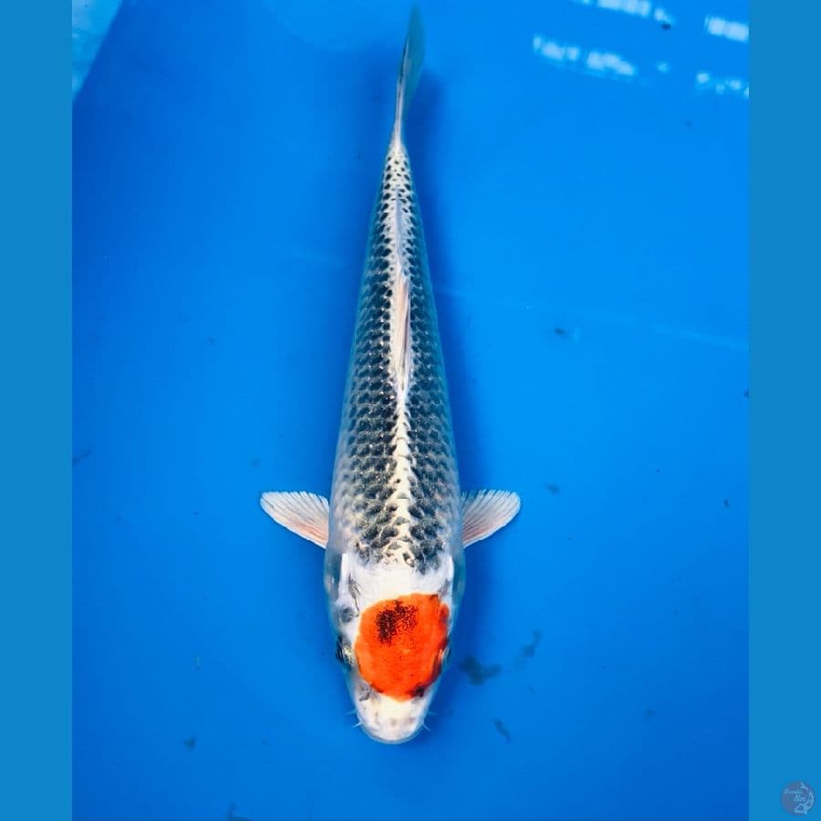 tancho kujaku 22cm