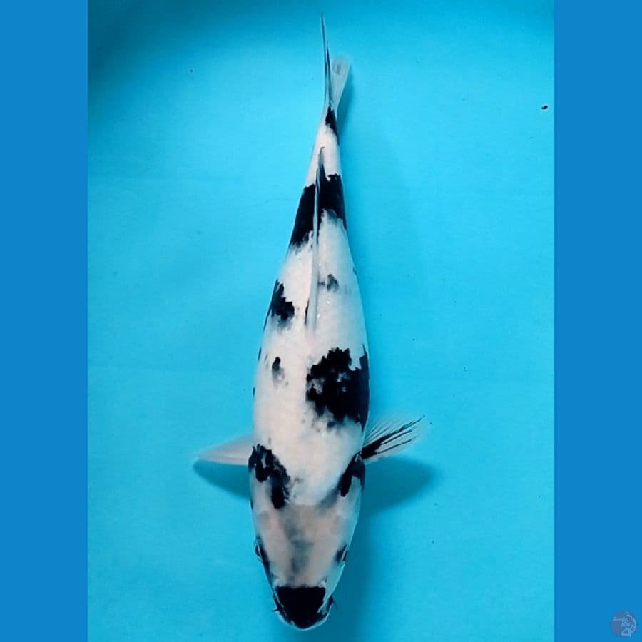 siro tategoi 34 cm