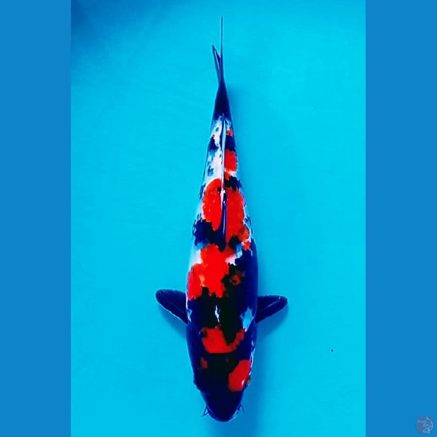 32 cm