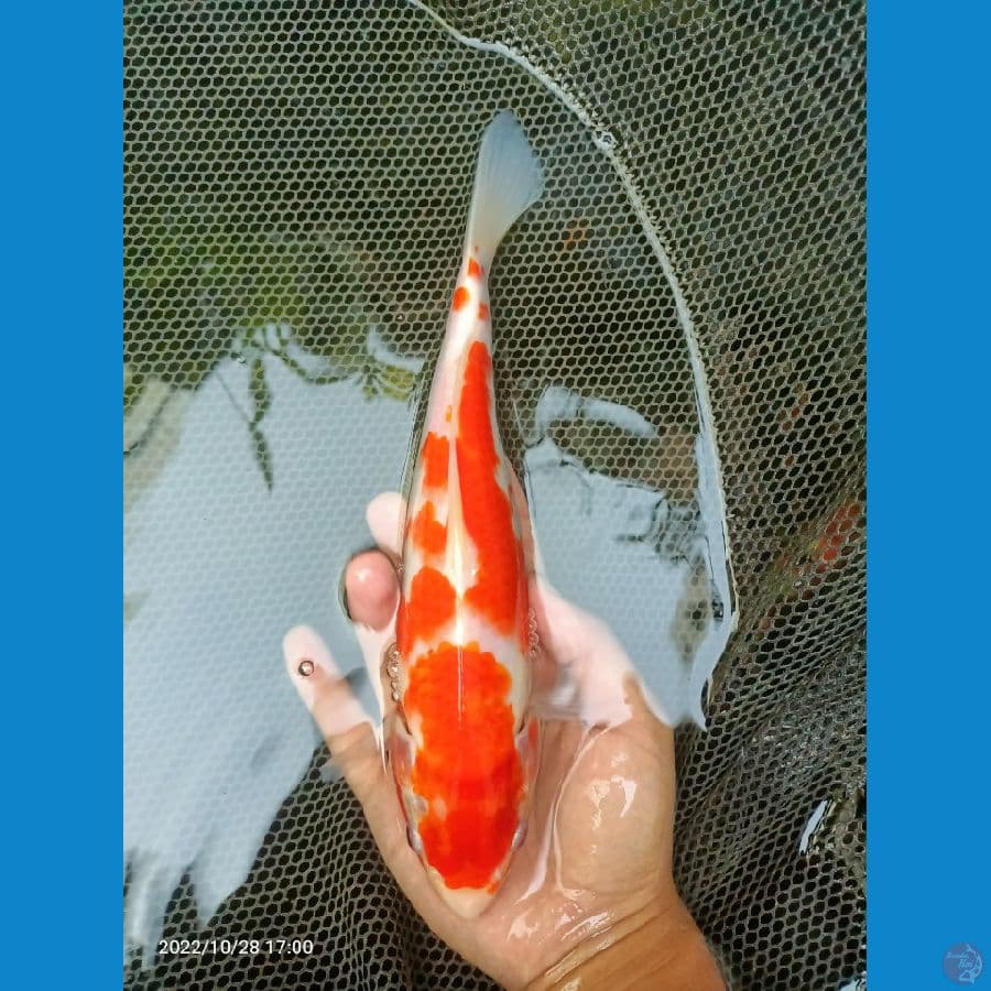 27cm