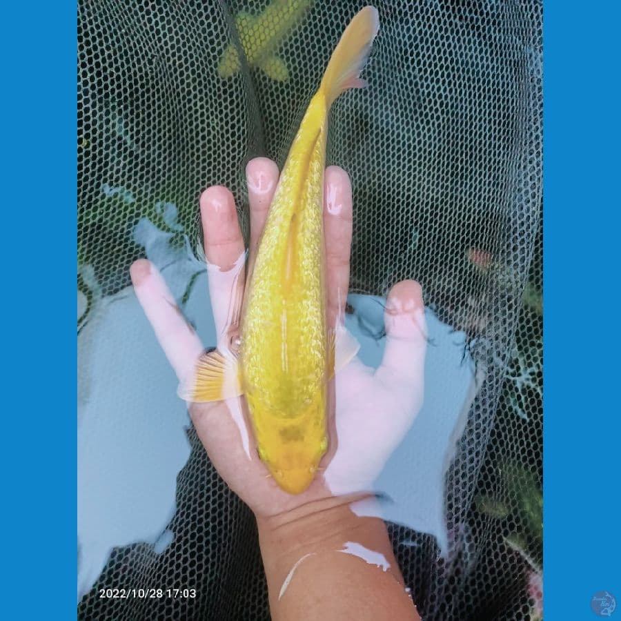 25cm
