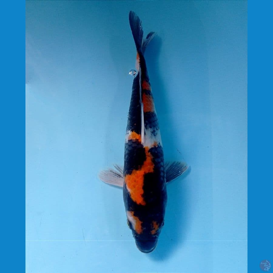 showa 25 cm