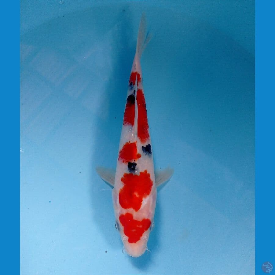 sanke 21 cm