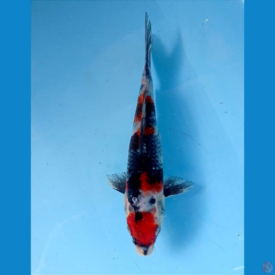 showa 19 cm
