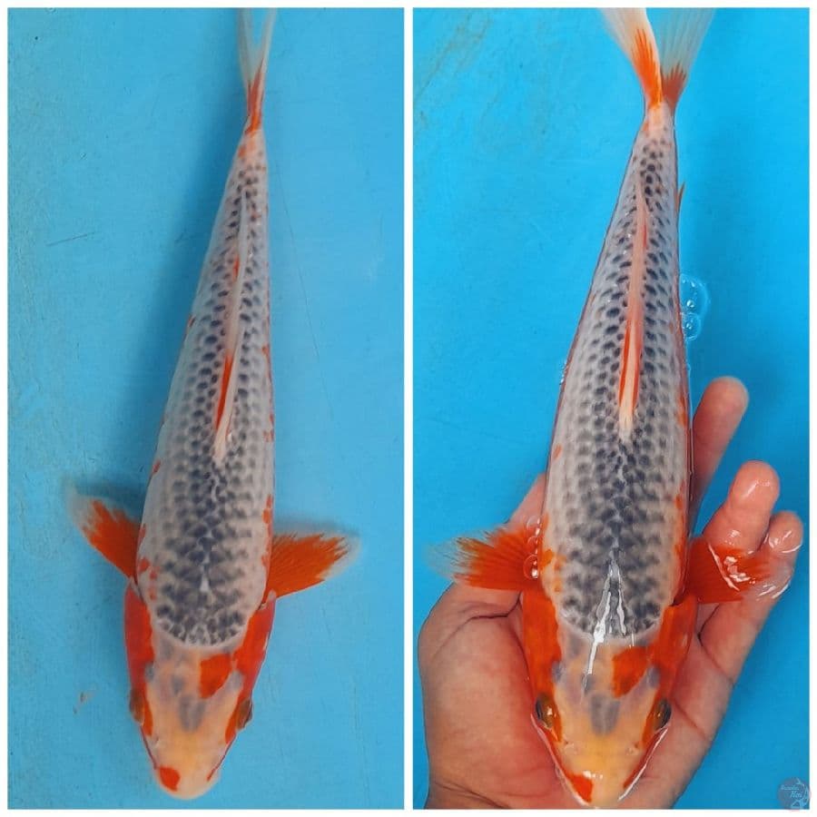 ASAGI 33CM