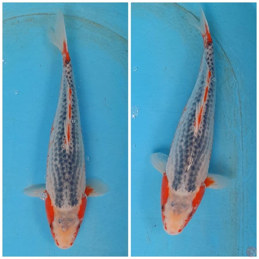 GOOD ASAGI 35BU