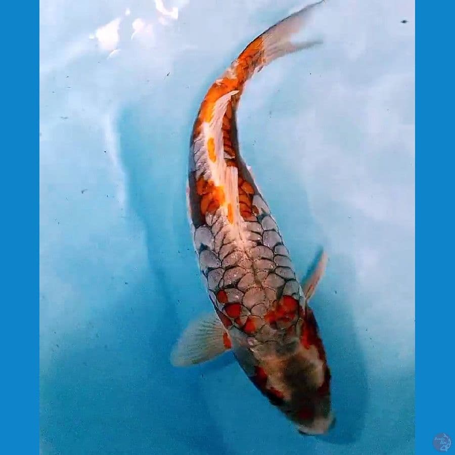 ochiba sisik naga f 38 cm