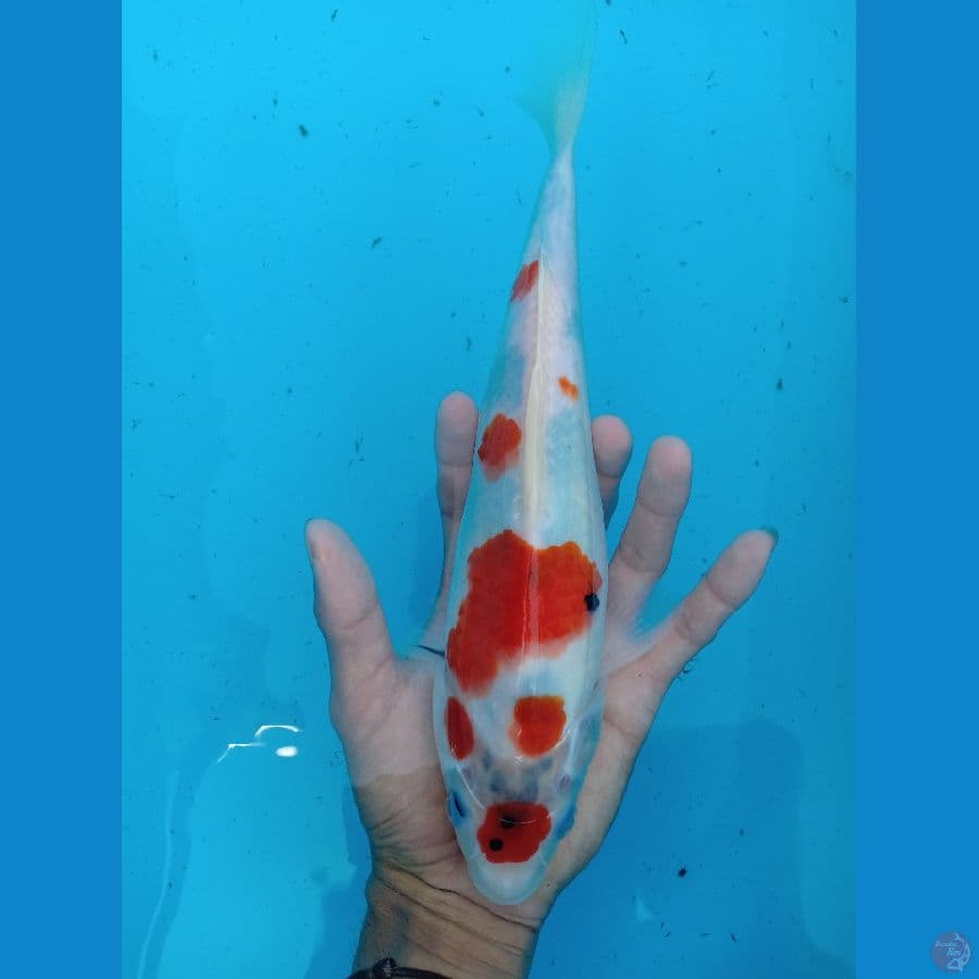 showa tategoi pola polkadot prospek bagus