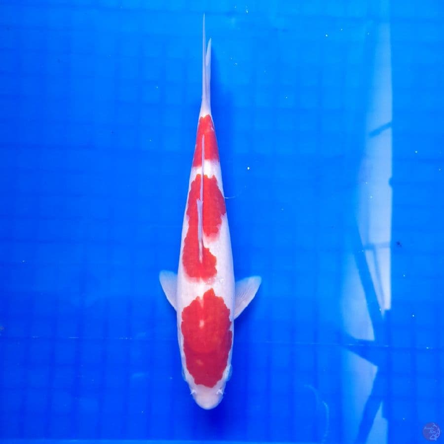 kohaku 24 cm