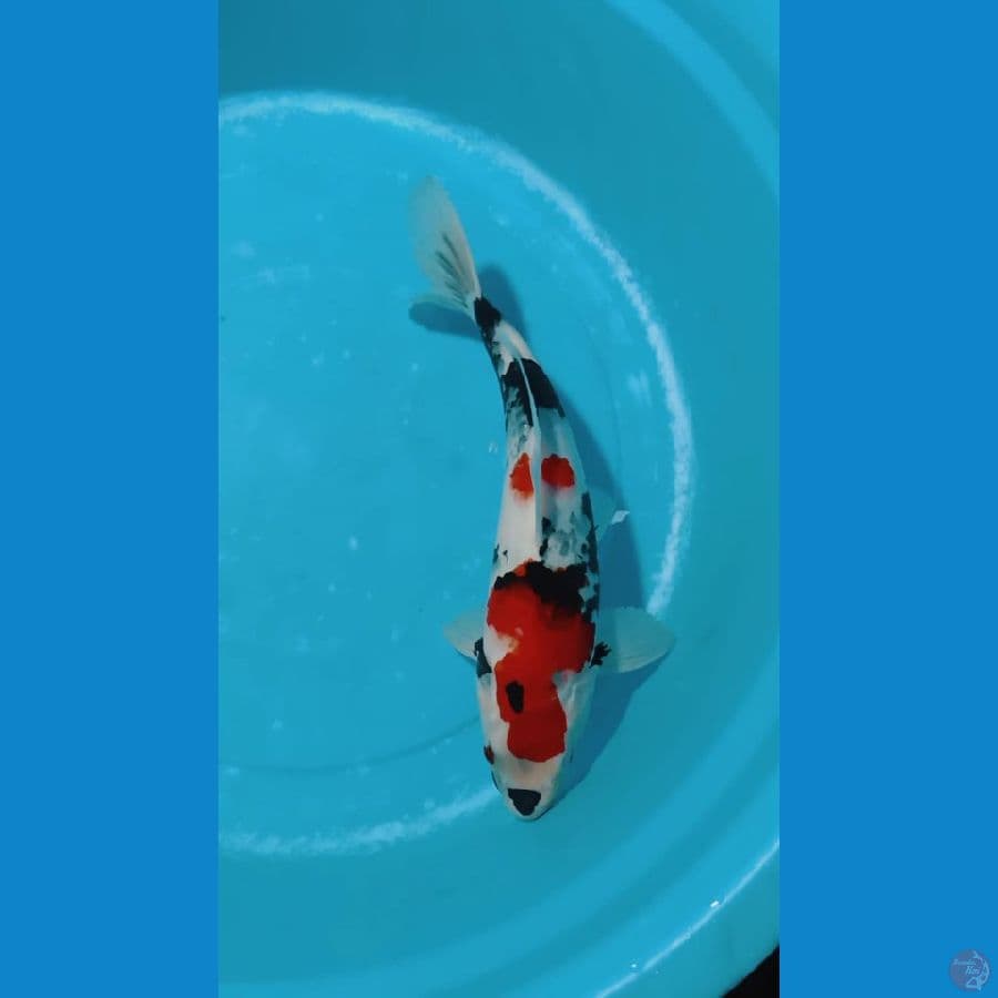 kindai showa M30cm