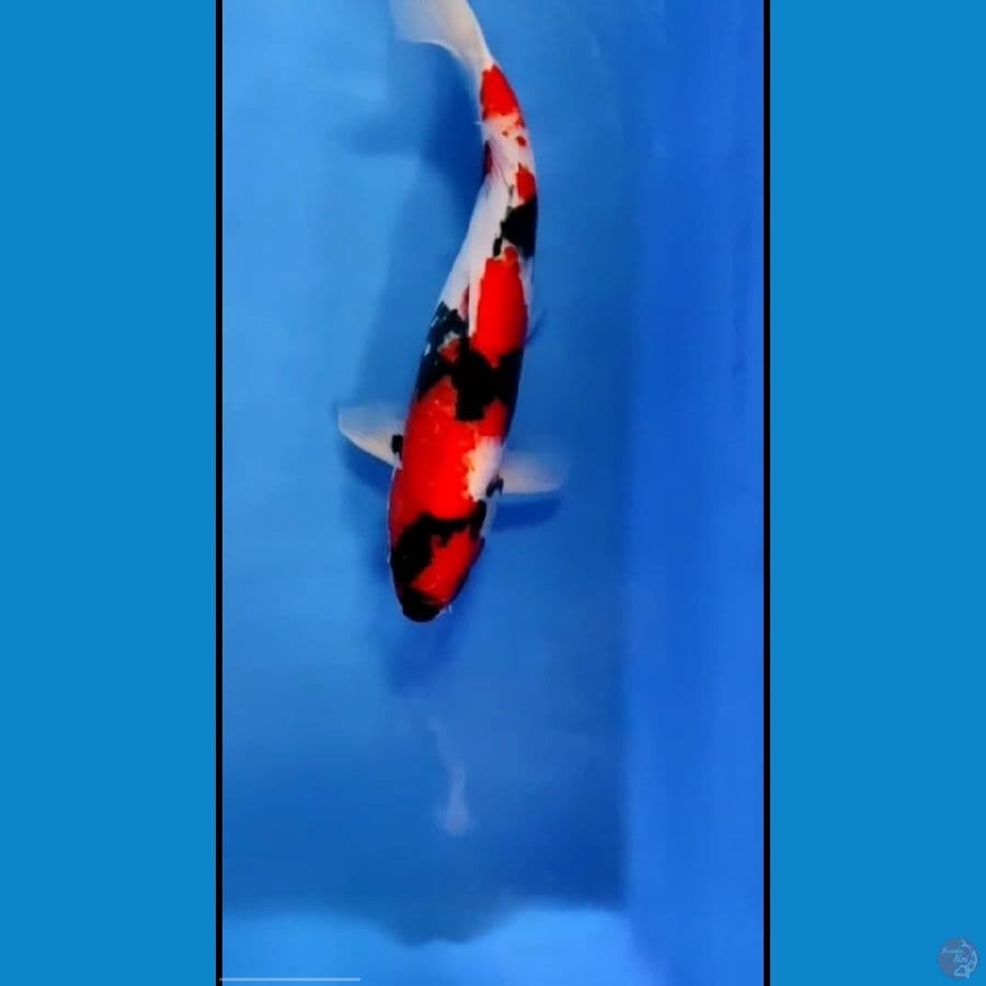 showa male 48cm