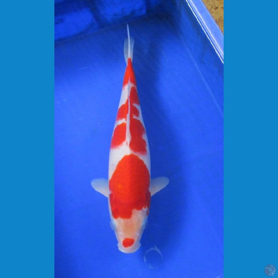 kohaku ±37cm