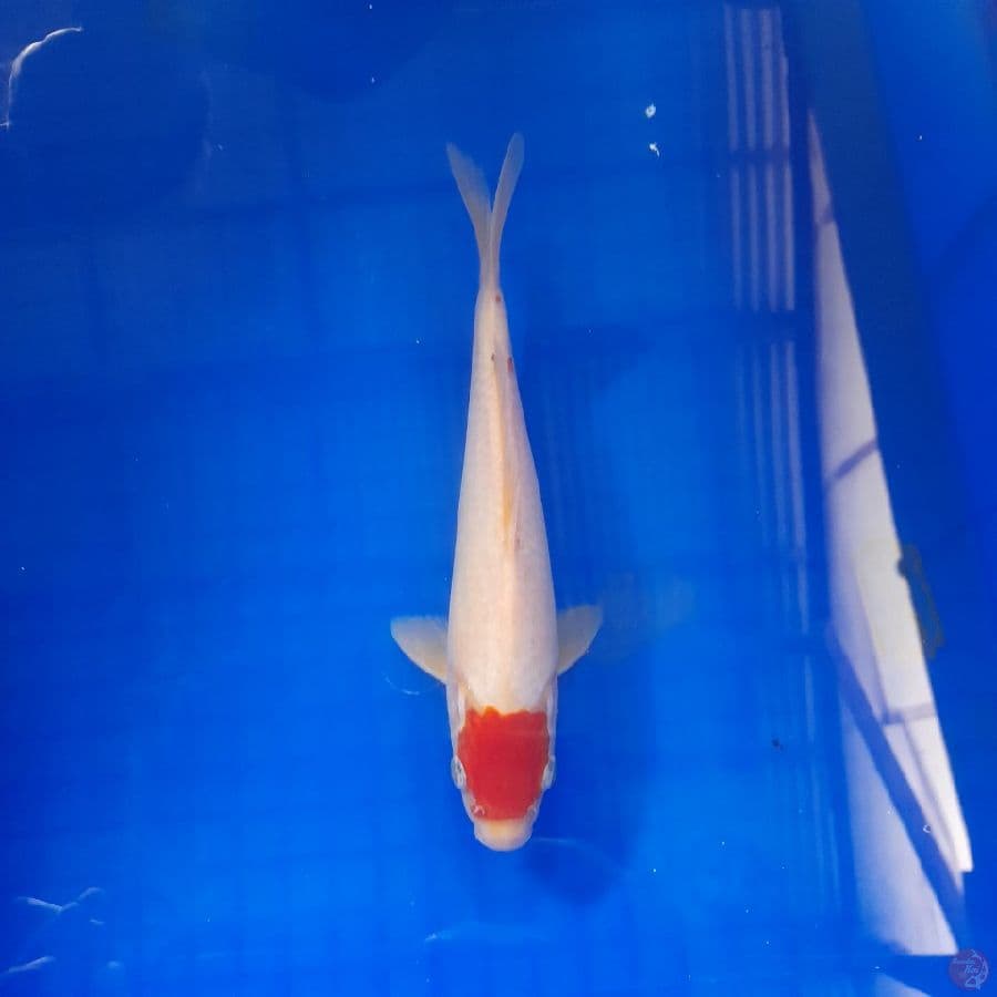 tancho 24 cm