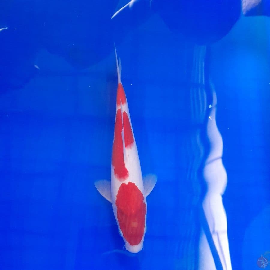 kohaku 23 cm
