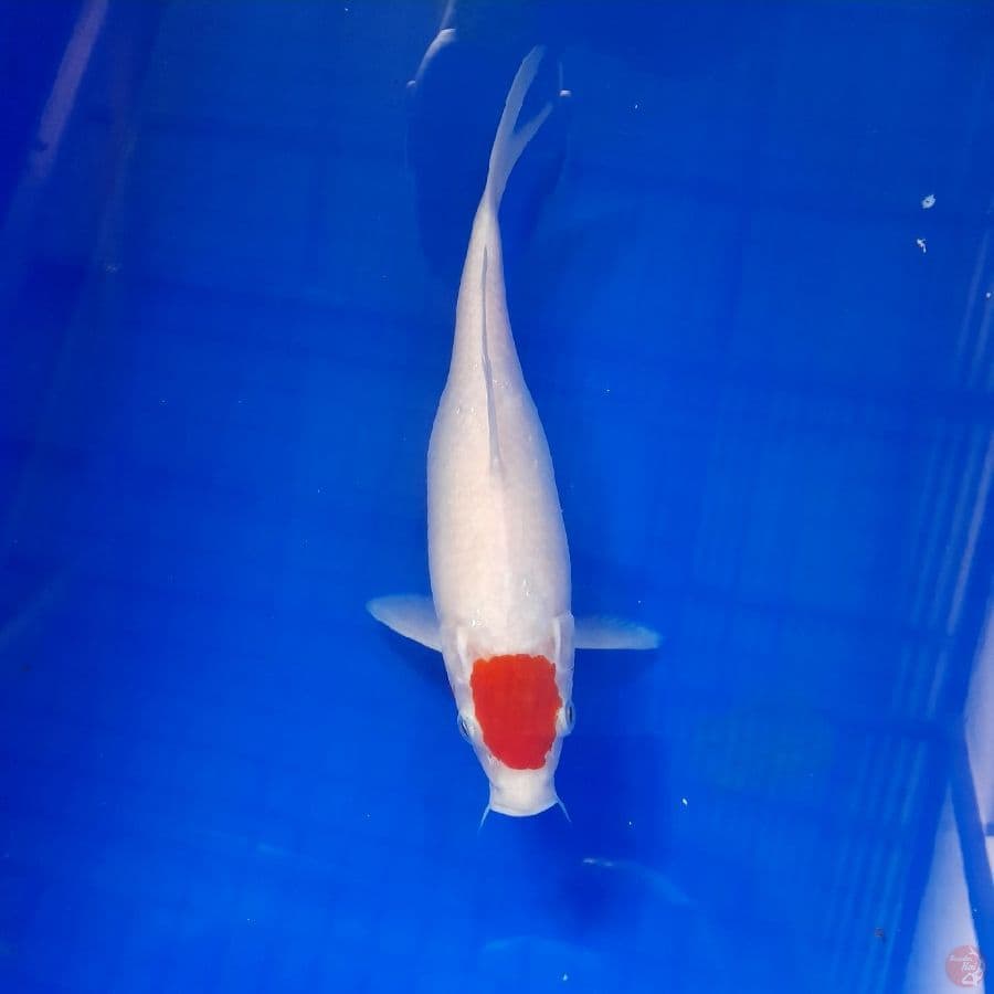 tancho 25 cm
