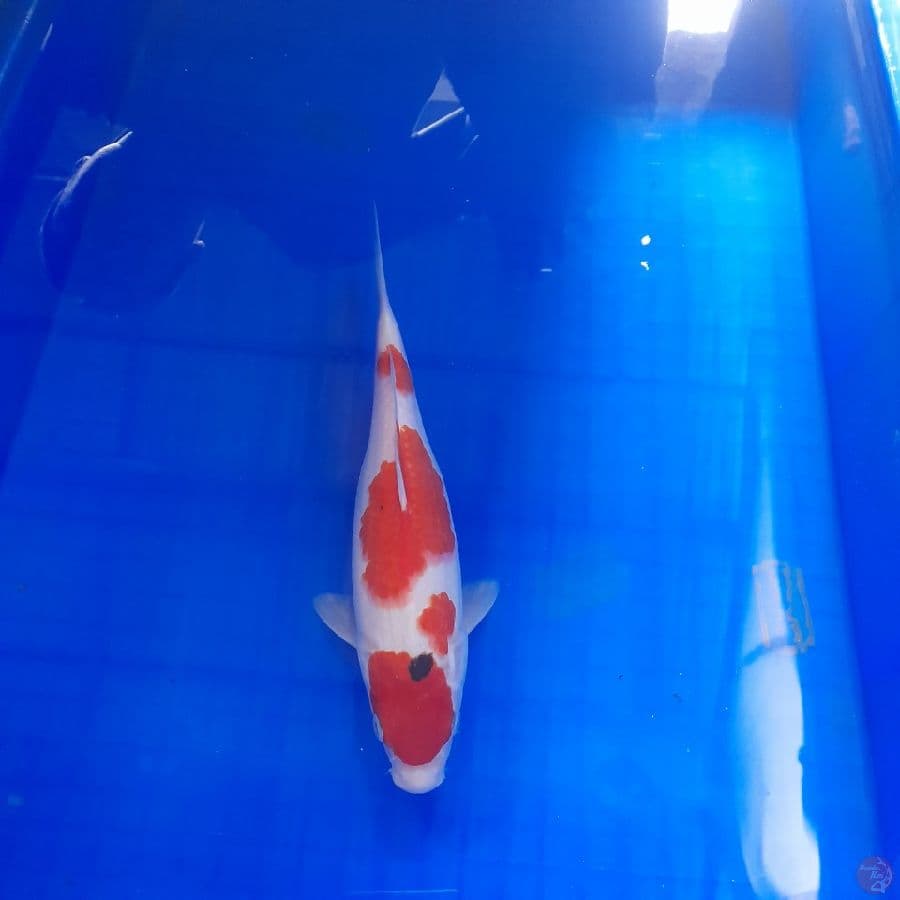 sanke 26 cm