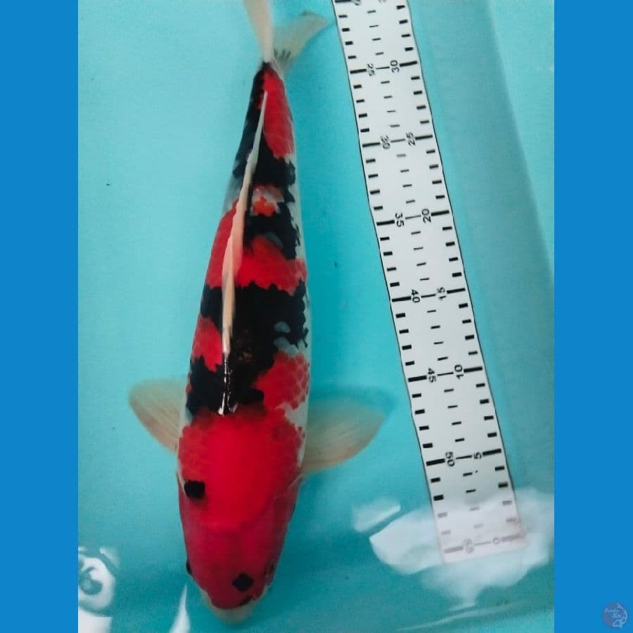 showa SQ 38cm jantan
