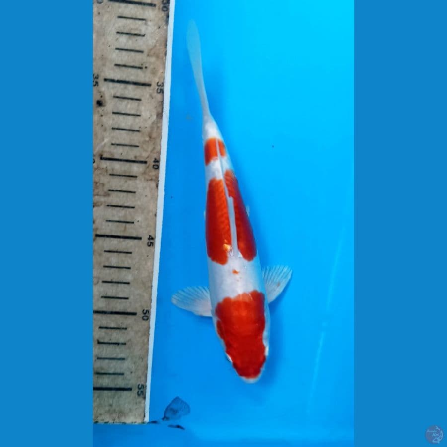 kikushui 21cm
