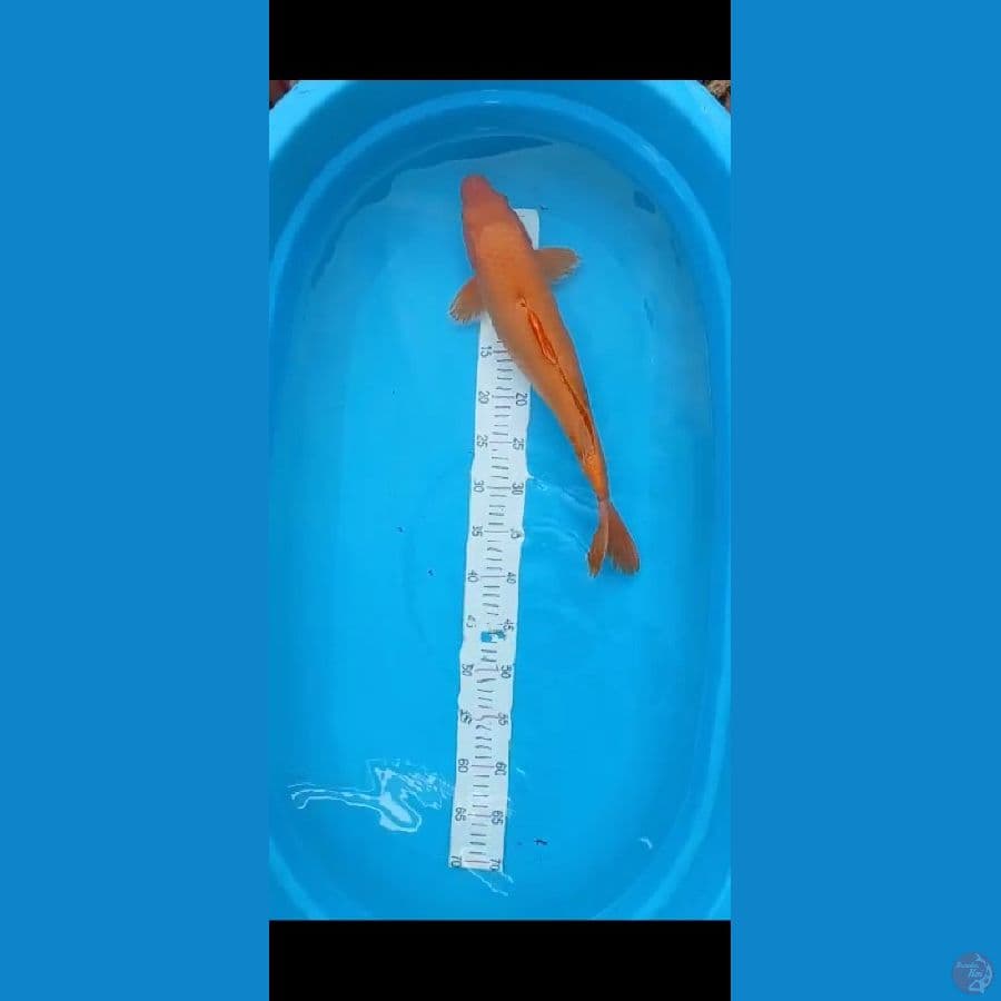 caramel 46cm