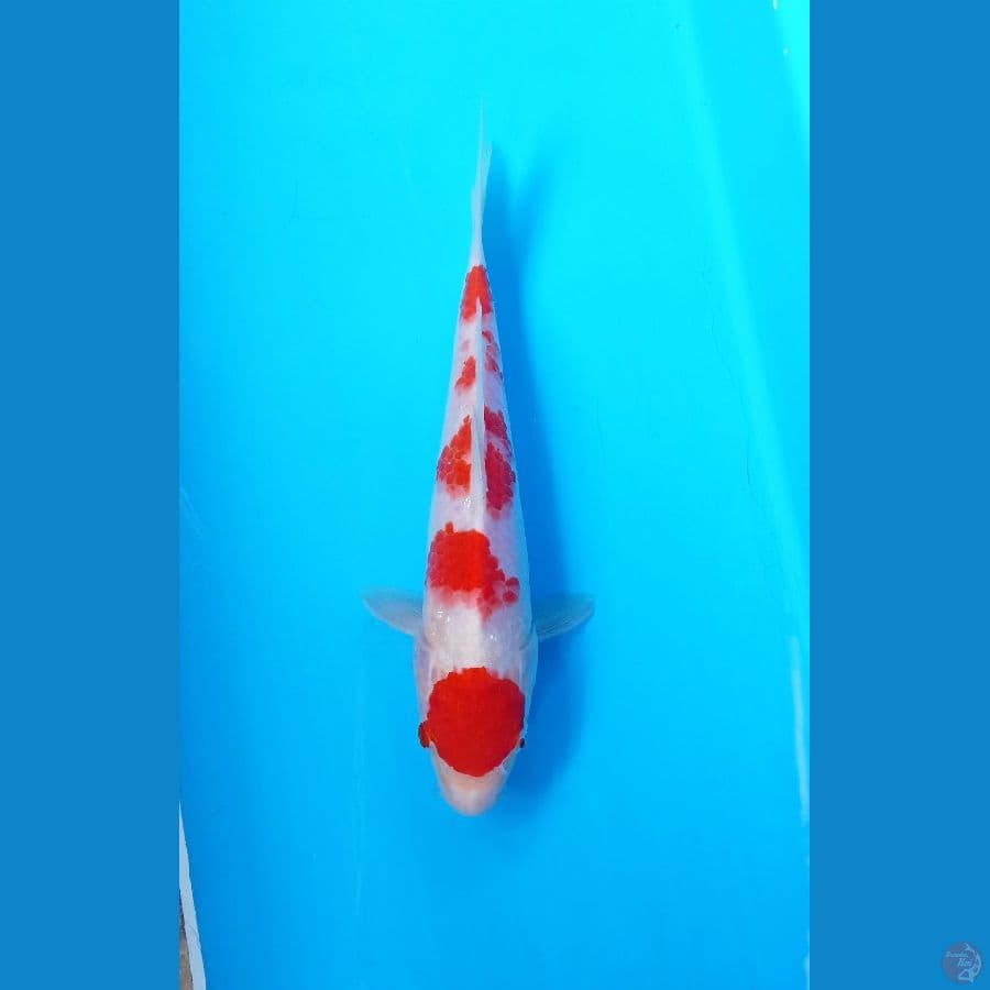 kohaku 22cm