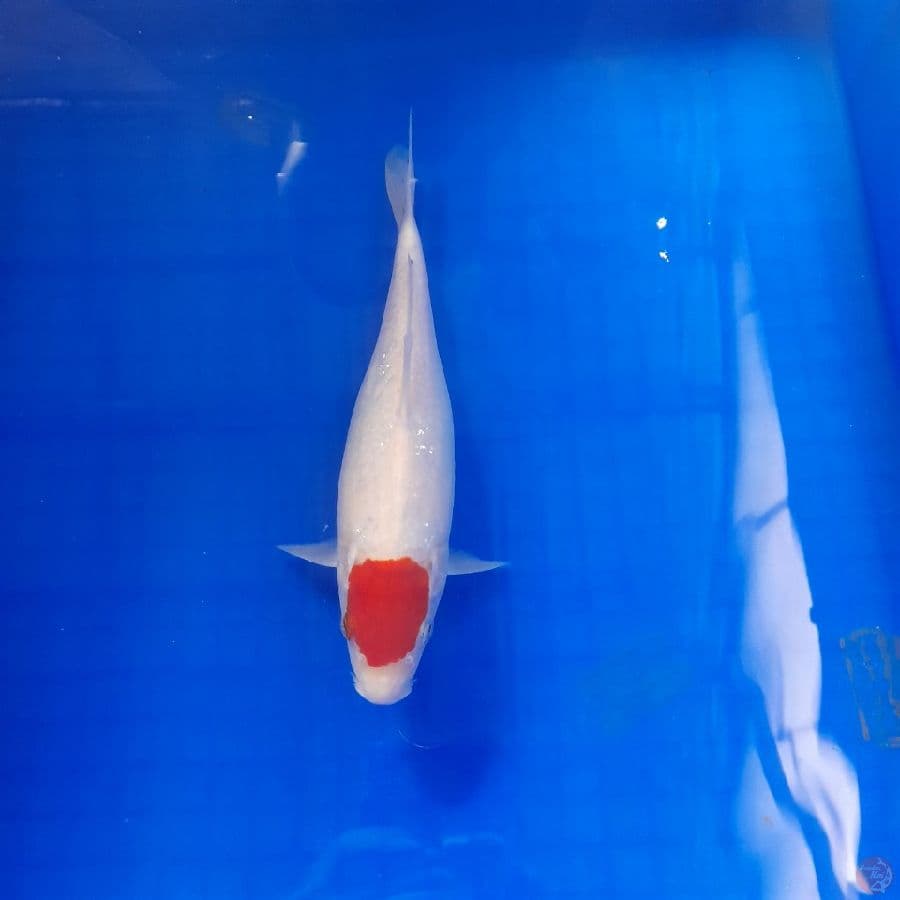 tancho 24cm