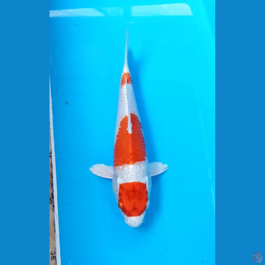 Kohaku Hikari 22cm