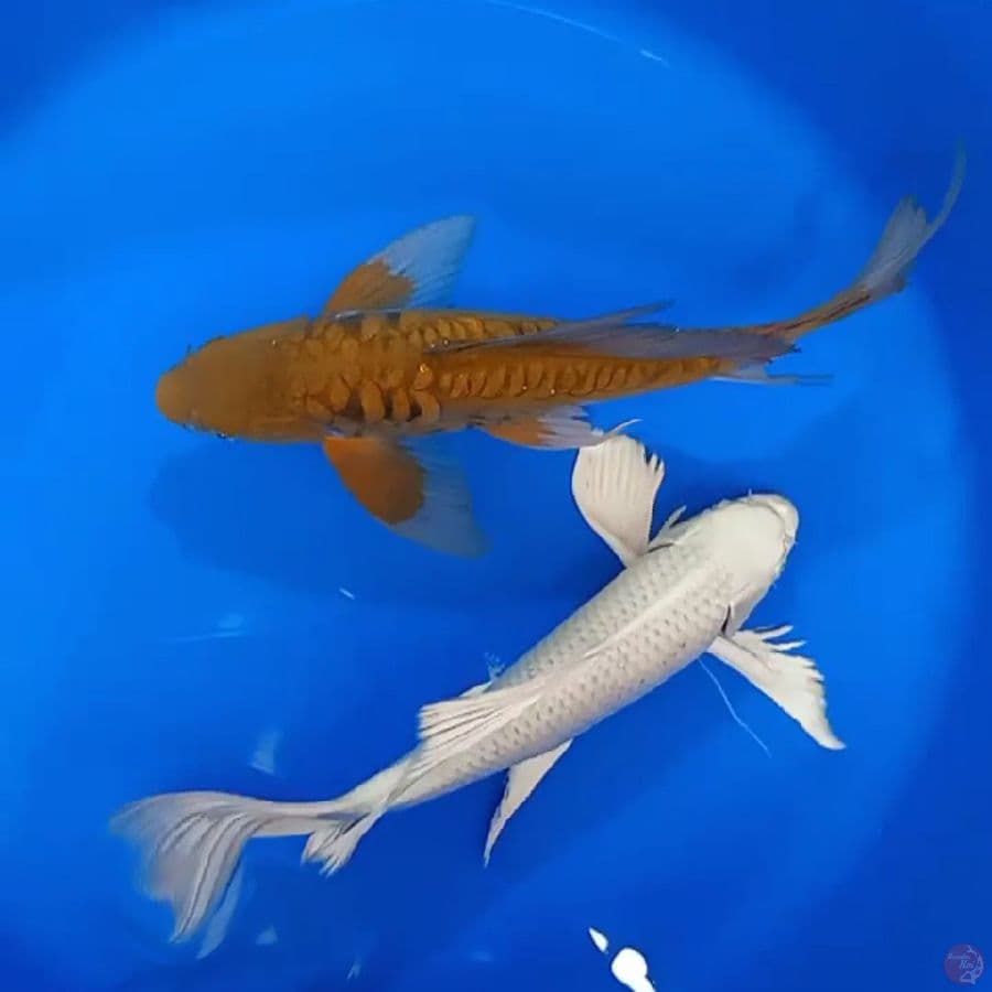 KUMPAY ARAGOKE RAPI & PLATINUM GONDRONG GOOD QUALYTY 34_38CM