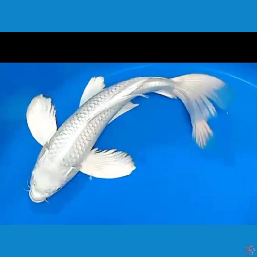 KUMPAY PLATINUM GOOD QUALYTY 34CM