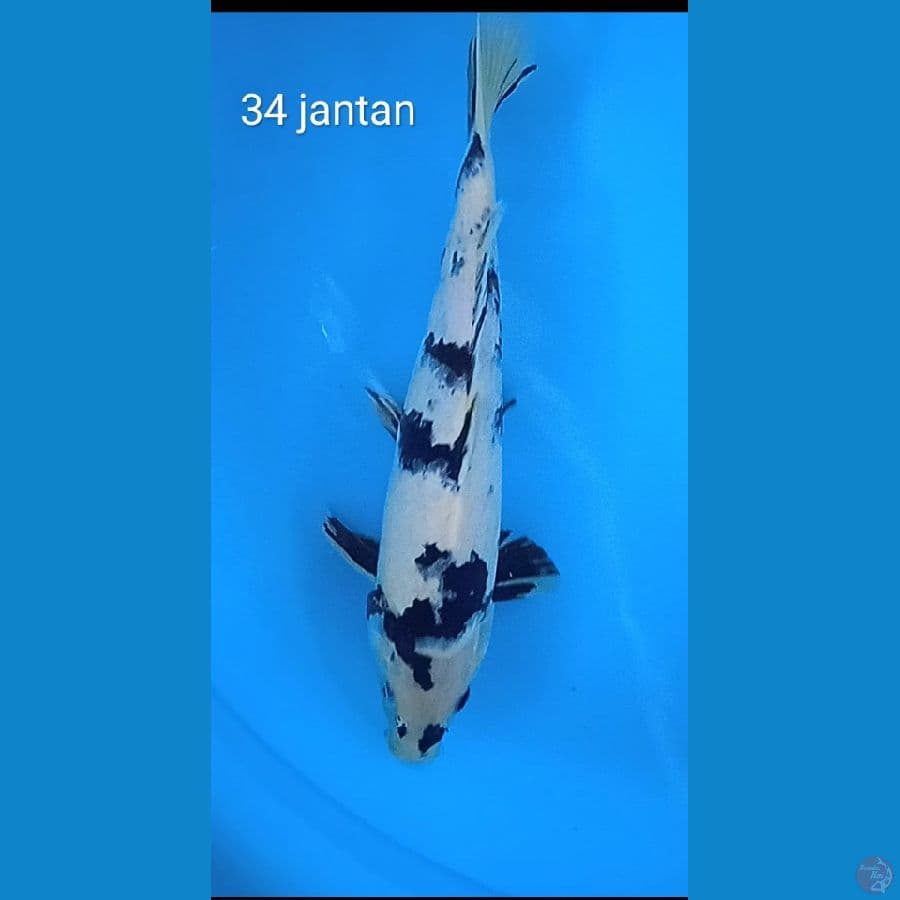 shiro : 34 cm jantan