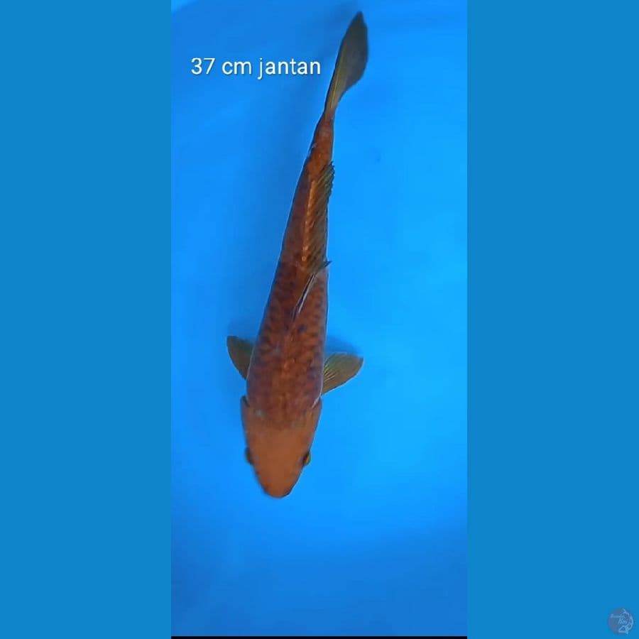 chagoi tembaga : 37 jantan