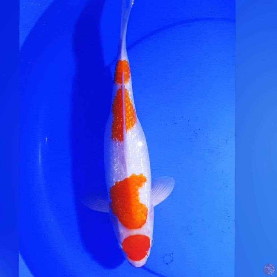 KOHAKU GINDRIN 40CM