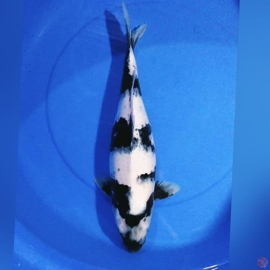 SHIRO 45CM