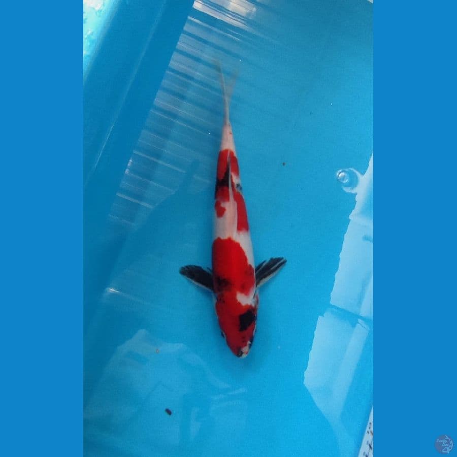 Showa shansoku 30cm