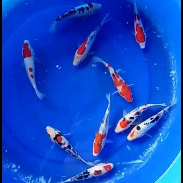 Mix 10 ekor 17cm