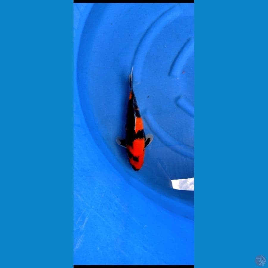 SHOWA MALE 35 CM
