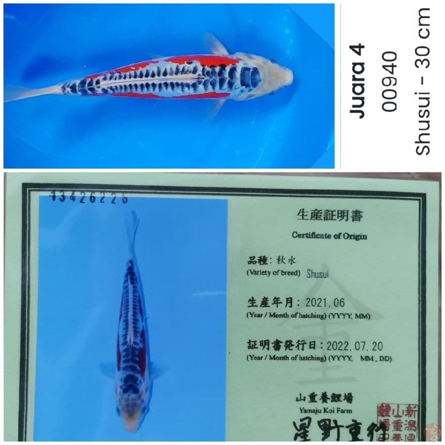 Shusui SQ 32CM Certy Yamaju, Certy 4th place hipmi koi show