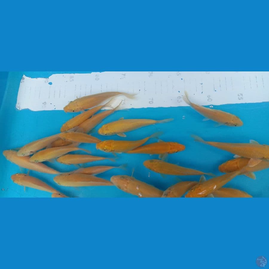 Karasi 50ekor size 12-16cm