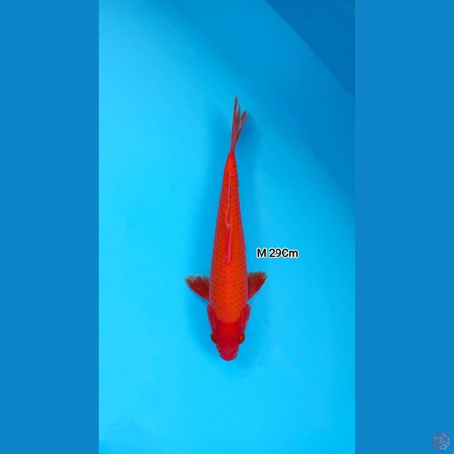 Benigoi Red Strong M 29Cm
