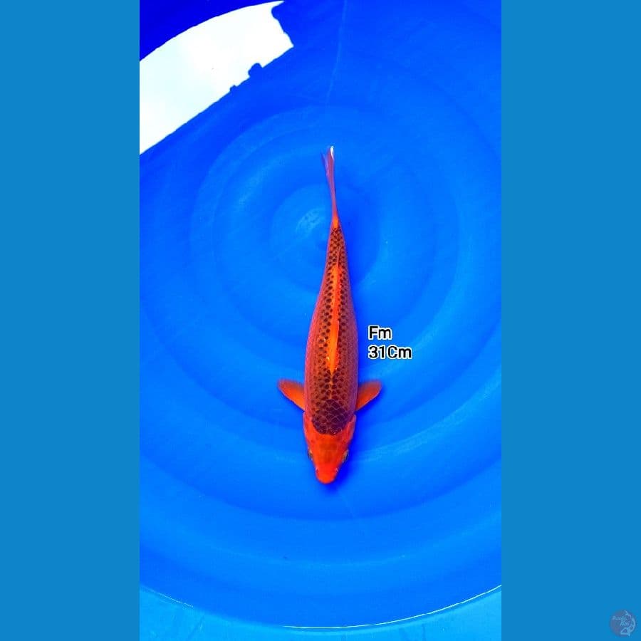 Aka Matsuba Fm 31Cm