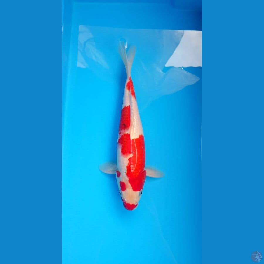 Sanke Kucibeni M 29Cm