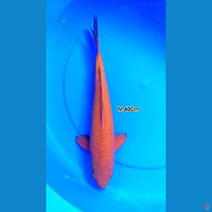 Karamel Mata Merah M 40Cm