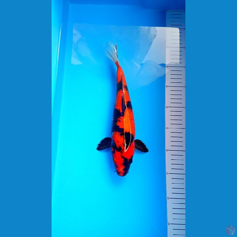Hi Showa Red Strong M 31Cm