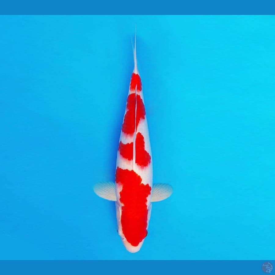 SHOGUN 5 ~ Kohaku 33 cm/male ™