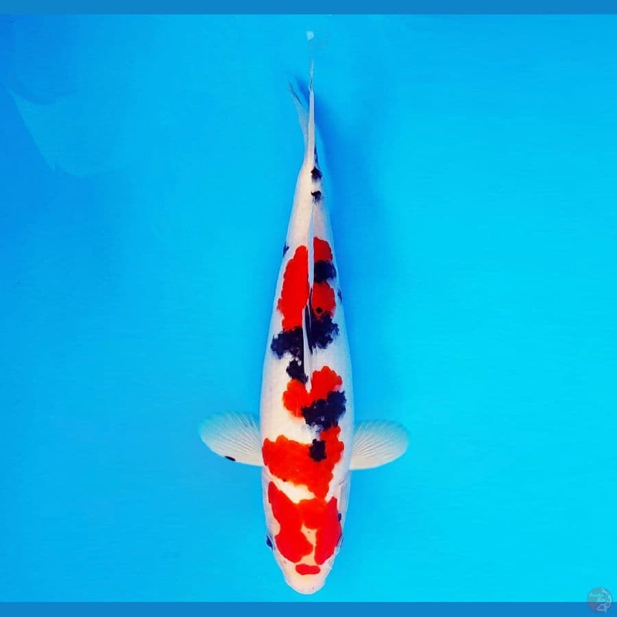 SHOGUN 8 ~ Taisho Sanke 30 cm/male ™