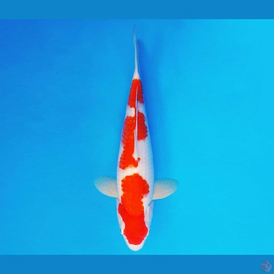 SHOGUN 9 ~ Kohaku 35 cm/fm ™