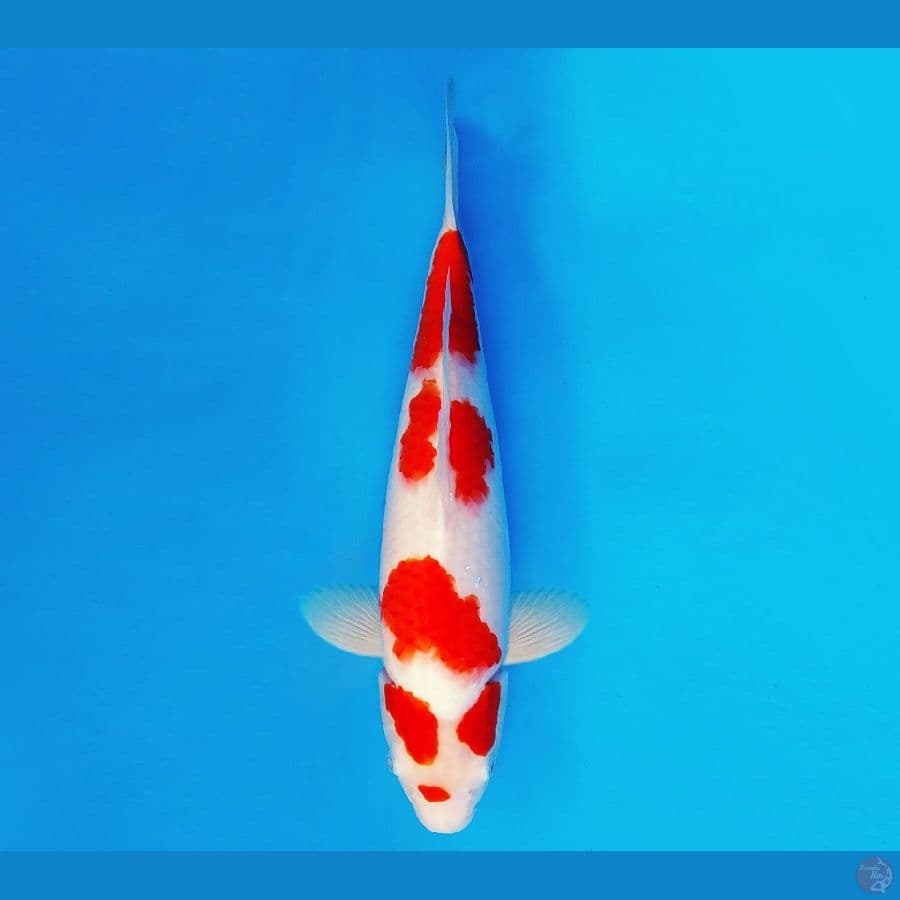 SHOGUN 10 ~ Kohaku 38 cm/fm ™