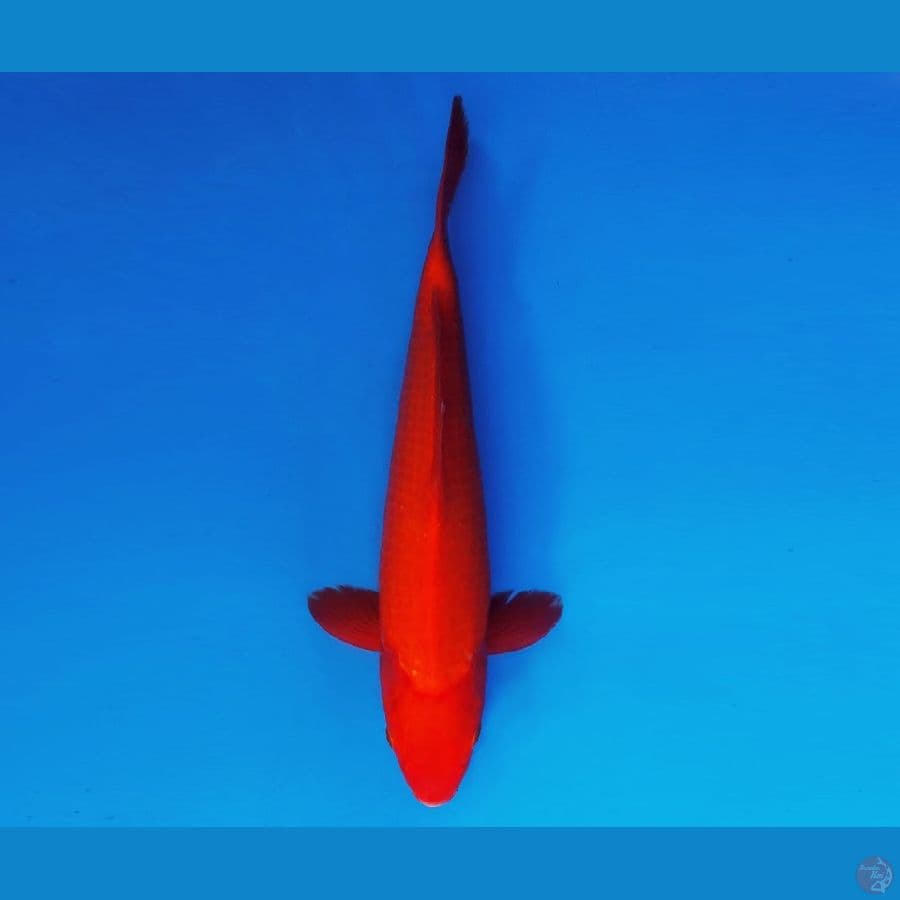 SHOGUN 14 ~ Benigoi 33 cm/male ™