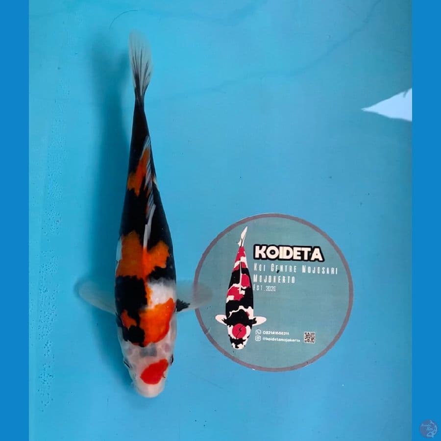 Showa 28cm