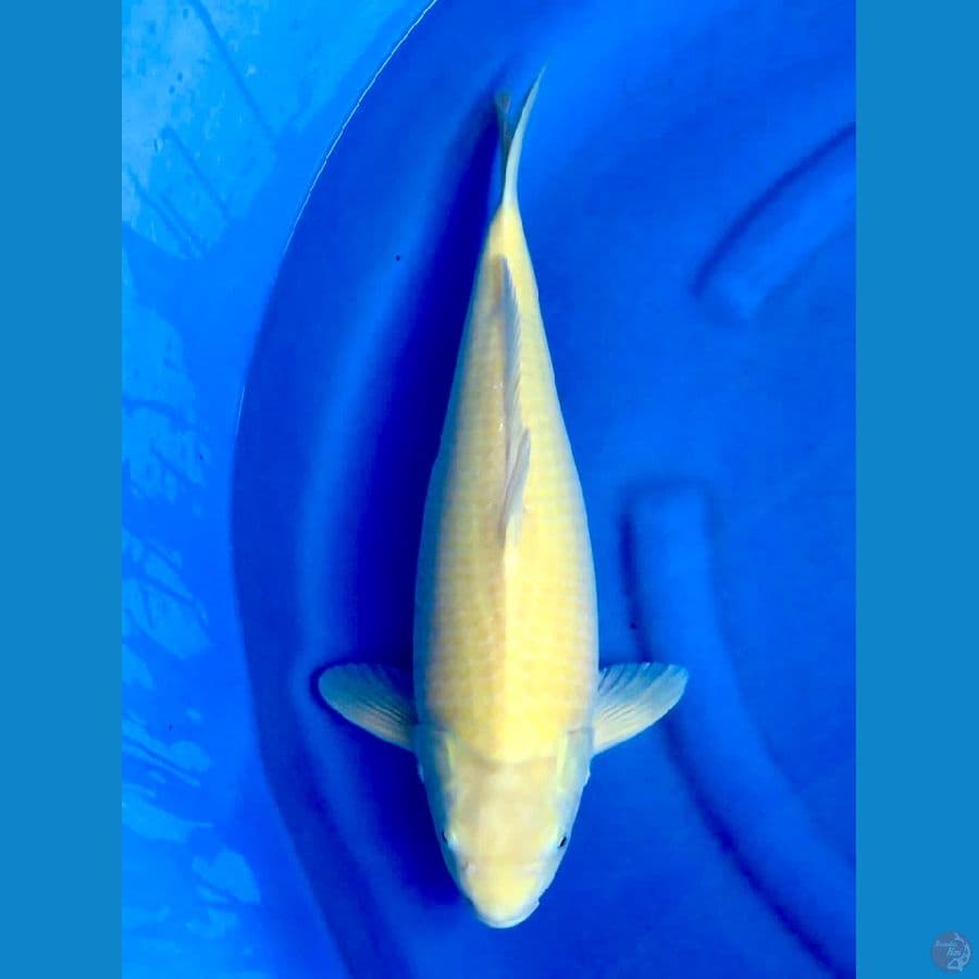 46cm , Karashi F1